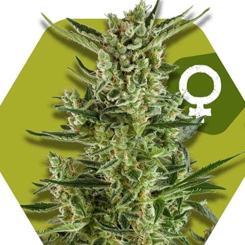Blueberry Cheese - Zambeza Seeds