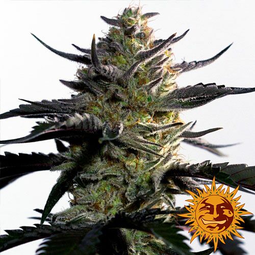 Blueberry OG van Barney's Farm
