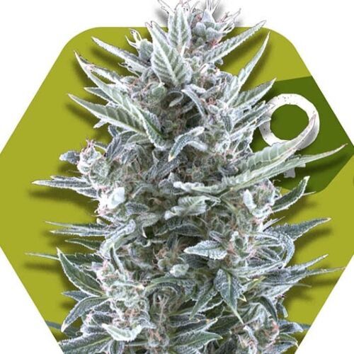 Blueberry - Zambeza Seeds