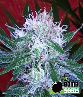 Auto Bomb Autoflower - Bomb Seeds