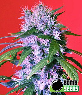 Berry Bomb Autoflower - Bomb Seeds