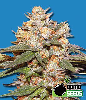Big Bomb Autoflower - Bomb Seeds