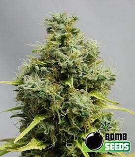 Big Bomb - Bomb Seeds