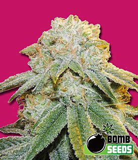 Bubble Bomb - Bomb Seeds