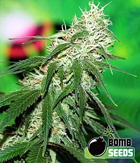 Buzz Bomb wietzaadjes van Bomb Seeds