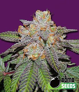 Cherry Bomb Autoflower - Bomb Seeds