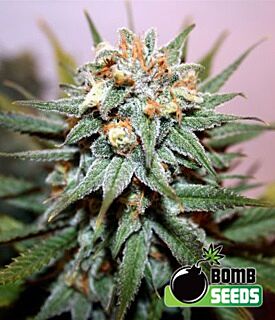 Hash Bomb - Bomb Seeds