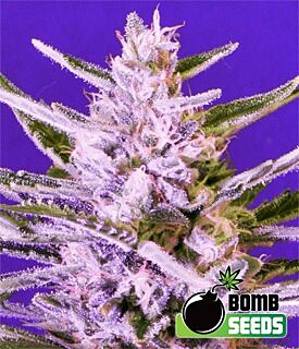 Ice Bomb - Bomb Seeds