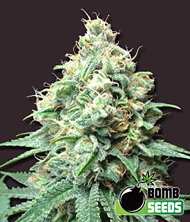 Kush Bomb - Bomb Seeds