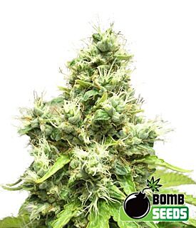 Medi Bomb #1 - Bomb Seeds