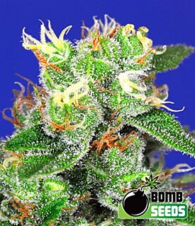 Medi Bomb #2 - Bomb Seeds