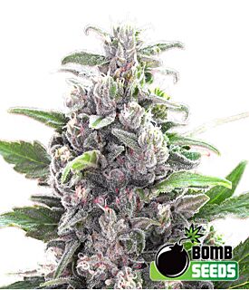 THC Bomb Autoflower - Bomb Seeds