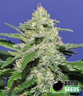 Widow Bomb - Bomb Seeds