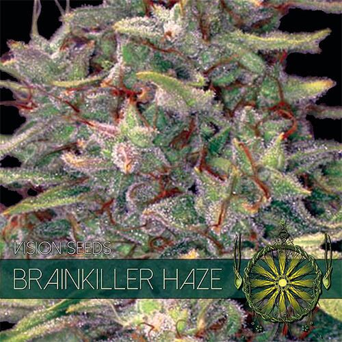 Brainkiller Haze - Vision Seeds