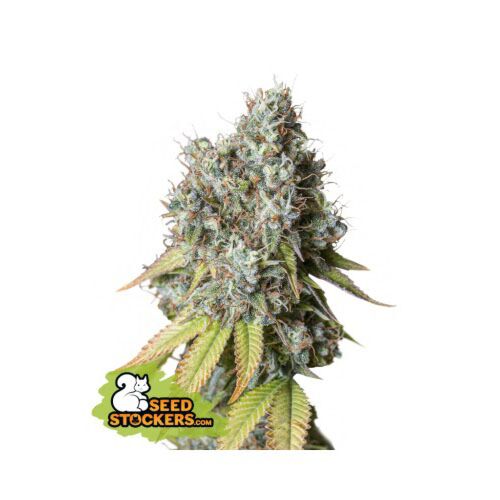 Bruce Banner Auto - Seedstockers