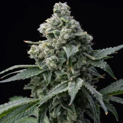 Bruce Banner - Barney's Farm