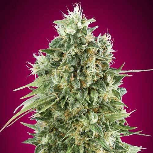 Bubble Gum CBD - 00 Seeds