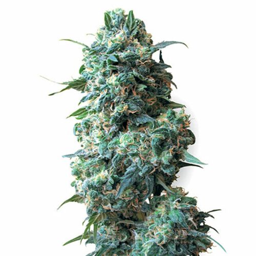 Bubble Kush Automatic - Royal Queen Seeds