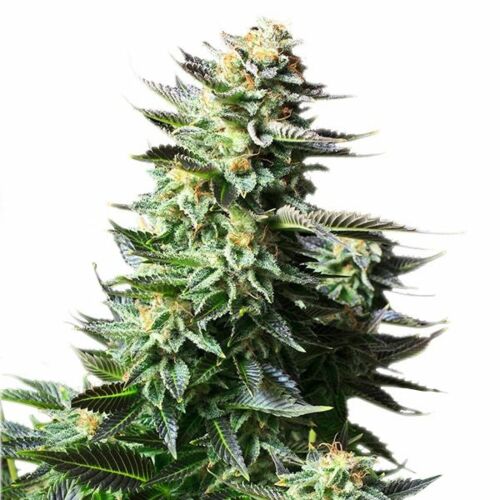 Bubble Kush - Royal Queen Seeds
