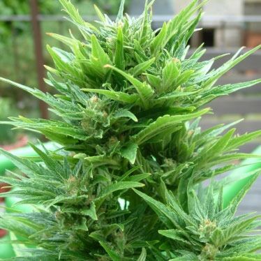 Buddha Haze Automatic - Big Buddha Seeds