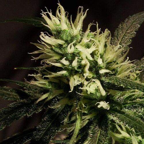 Bulldog Haze feminised - Bulldog Seeds