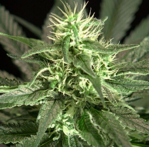 Bullshark feminised - Bulldog Seeds