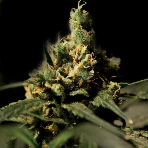 Citral Skunk feminised - Bulldog Seeds