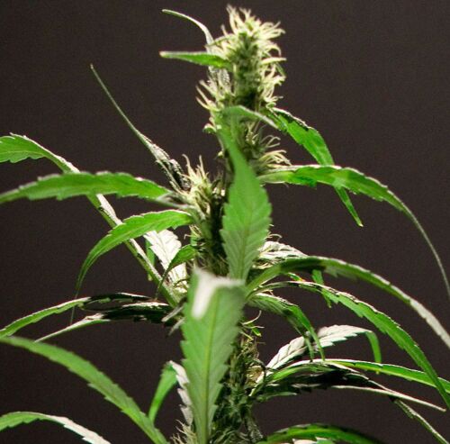 Energy Haze Feminised - Bulldog Seeds