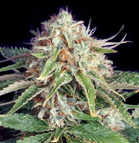 Fast Ryder #2 - Bulldog Seeds