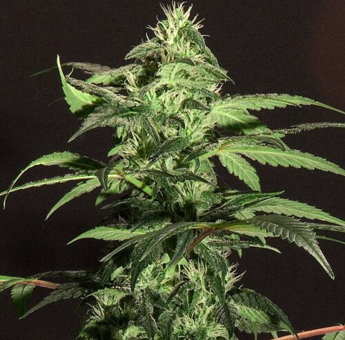 Jack Herer - Bulldog Seeds