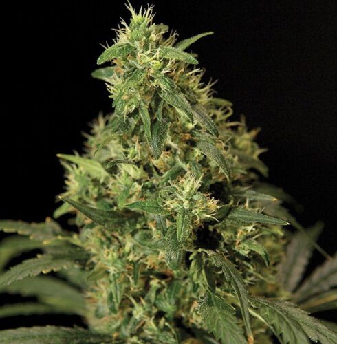 Northern Light - Bulldog Seeds