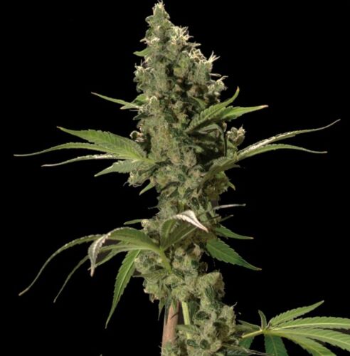 Sour Diesel - Bulldog Seeds