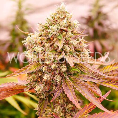 Burger Kush Early Version - World of Seeds