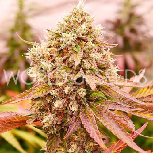 Burger Kush - World of Seeds