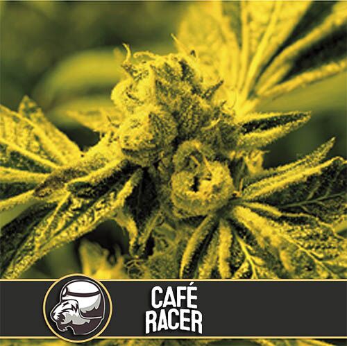 Café Racer - Blimburn Seeds