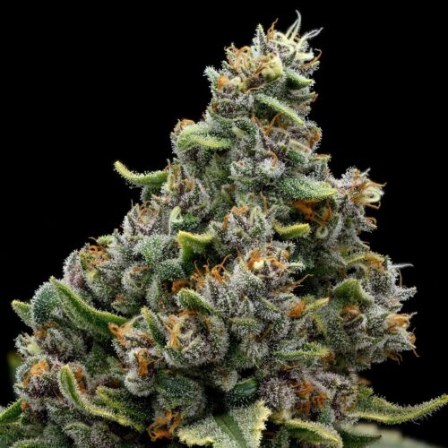 Calamansi Crystal Candy - Anesia Seeds