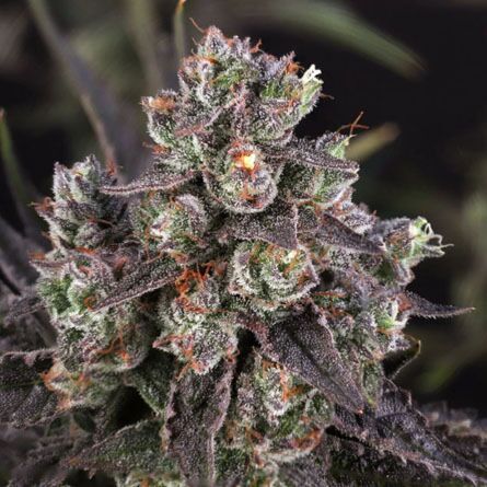 Candy Bubatz XL - Dutch Passion