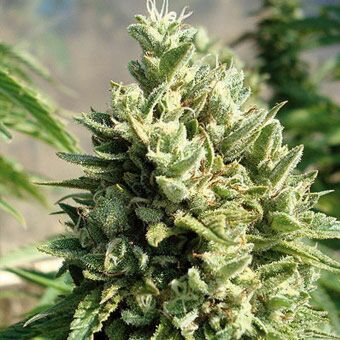 Candy Kush grote top