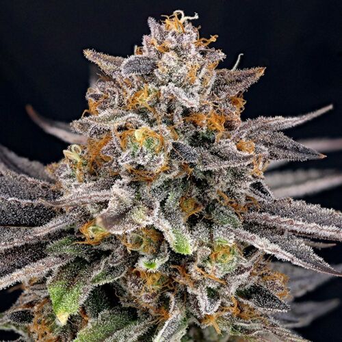 CandyGaz - Ripper Seeds