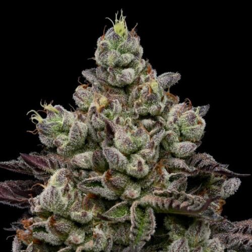 Caramel Apple Drip - Anesia Seeds