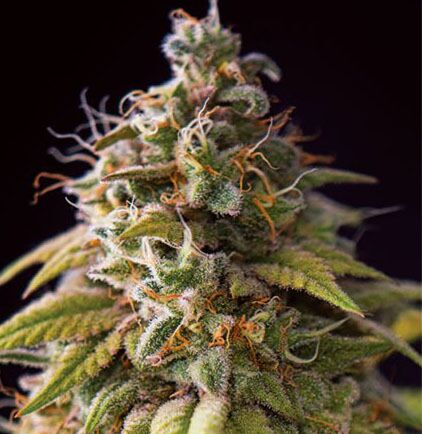 Caramel Monster - Vision Seeds