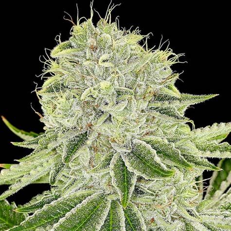 Cash Cow - Anesia Seeds