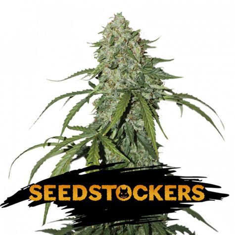 CBD 1:1 Silver Lime Haze Auto - Seedstockers