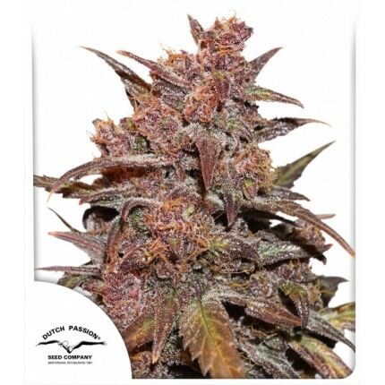 CBD Auto Blackberry Kush - Dutch Passion