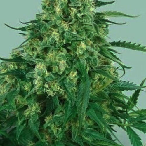 CBD Caramel Ice - Positronics Seeds