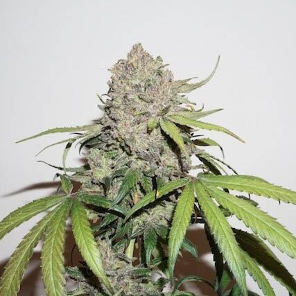 CBD Charlotte's Angel - Dutch Passion