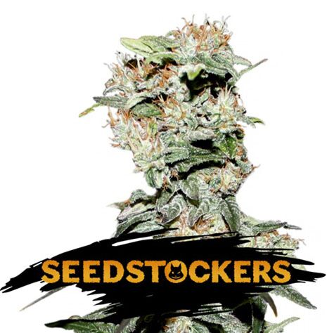 CBD Critical XXL Auto - Seedstockers