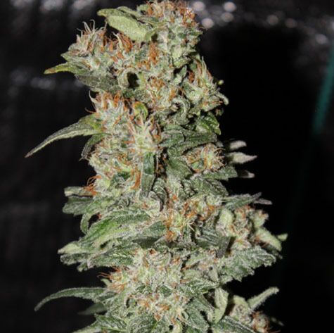 CBD Critical XXL - Seedstockers