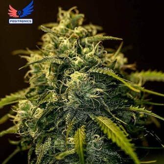 CBD Jack Diesel - Positronics Seeds