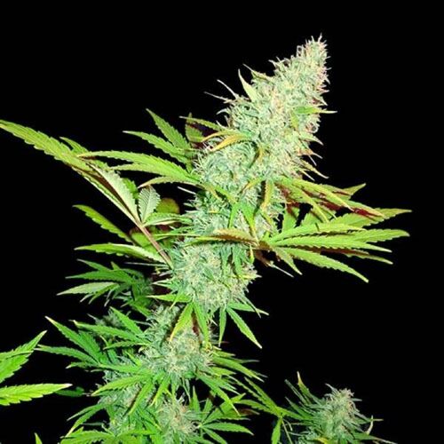 CBD Kong's Kush - Sumo Seeds